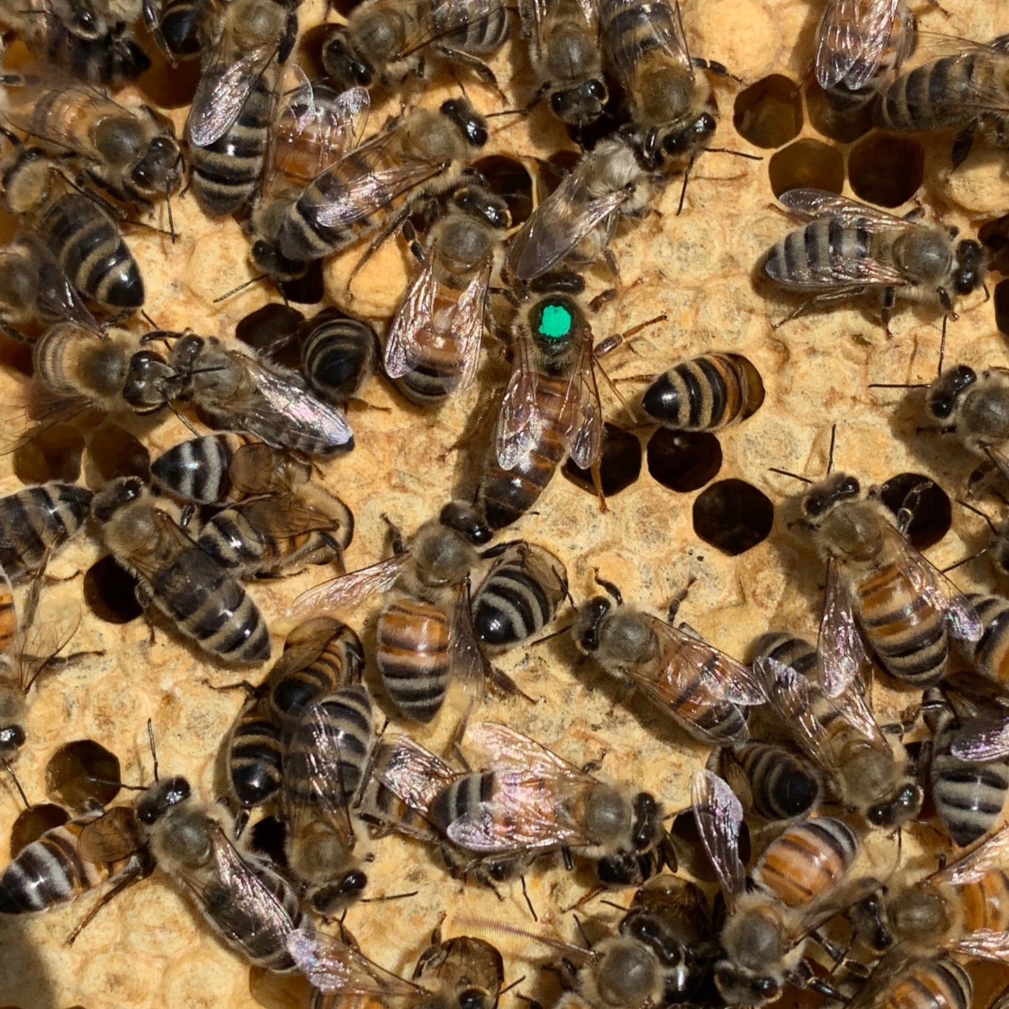 Locally Raised Queen Bee (2025 mated)