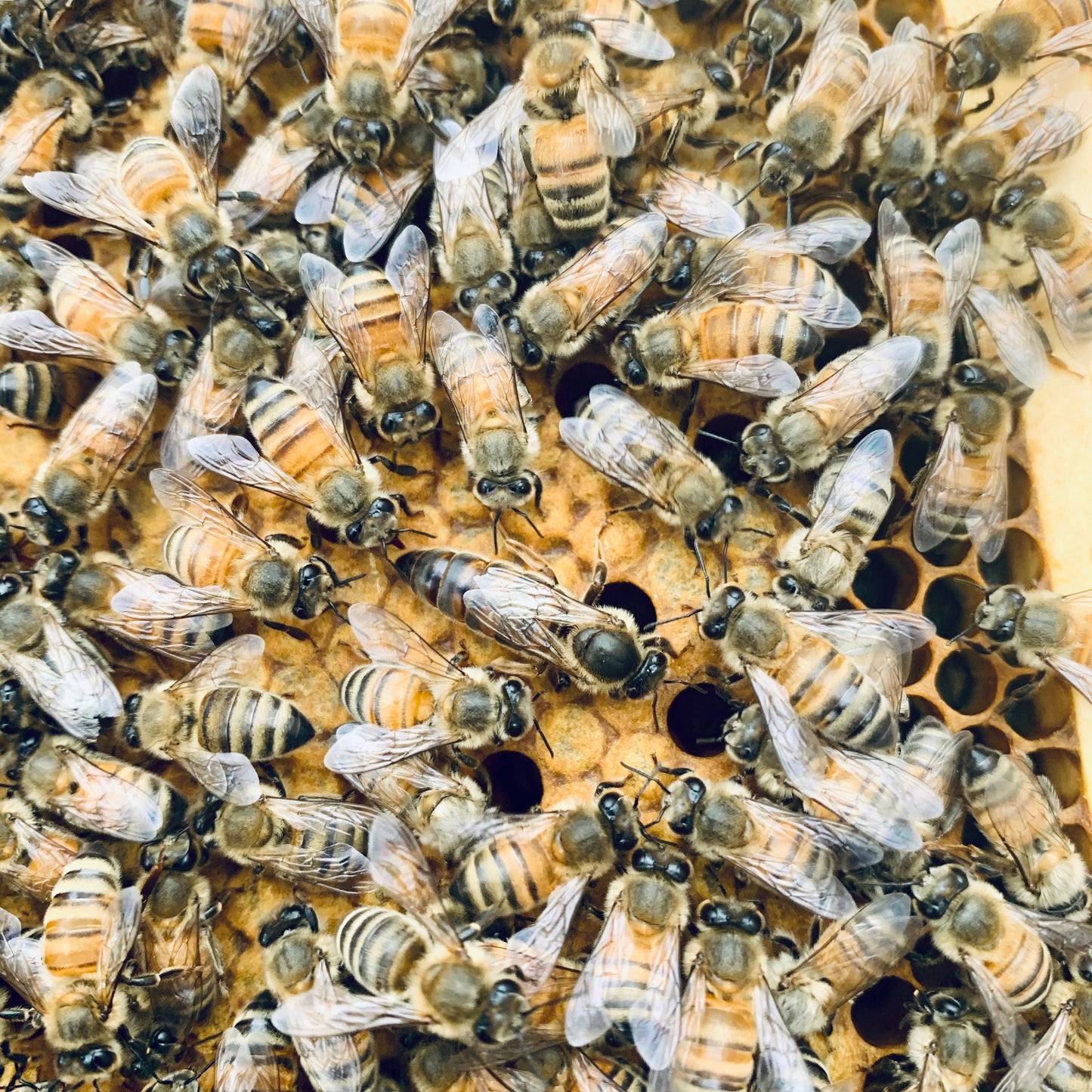 Locally Raised Queen Bee (2025 mated)