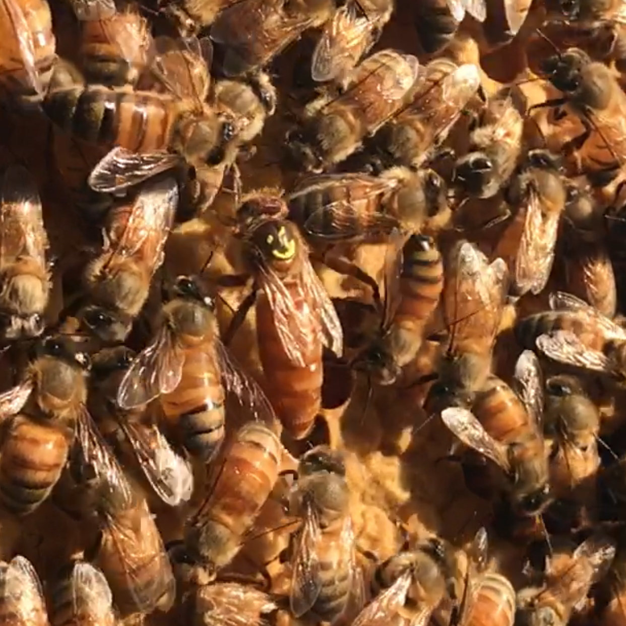 Locally Raised Queen Bee (2025 mated)
