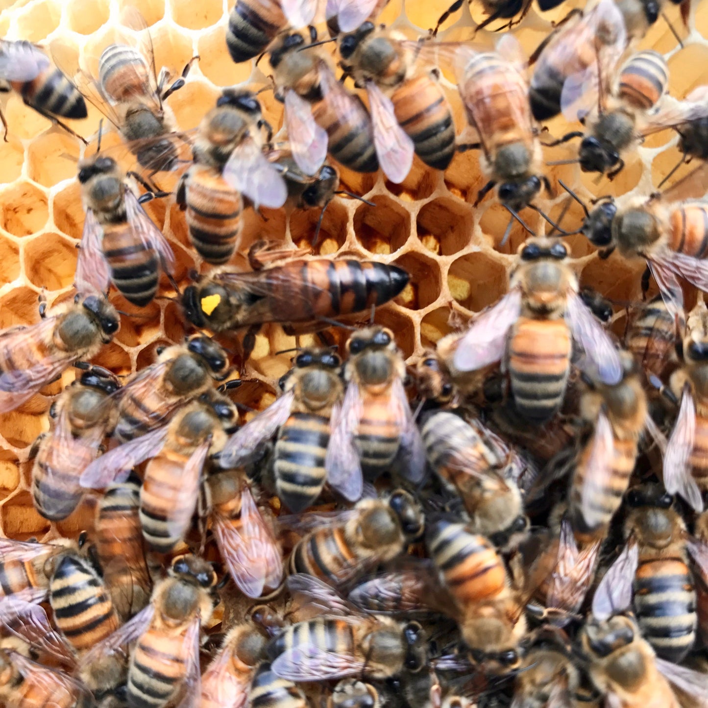 Locally Raised Queen Bee (2025 mated)