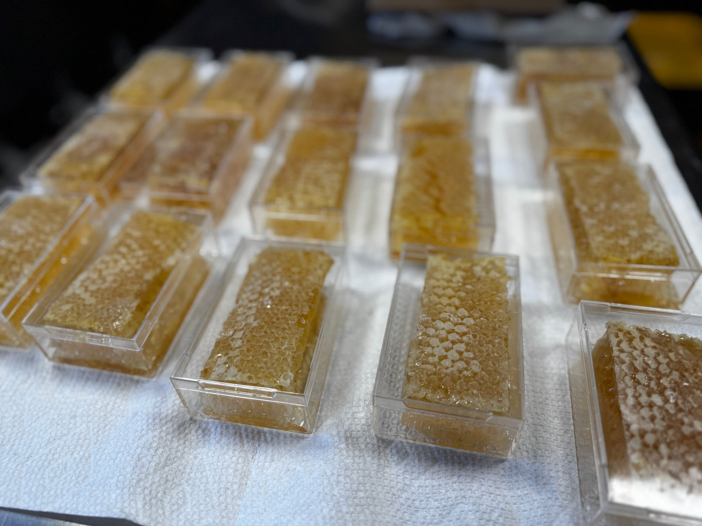 Bohemia Bee Raw Wildflower Cut Comb Honey 2x4 piece (2025 Warwick MD)