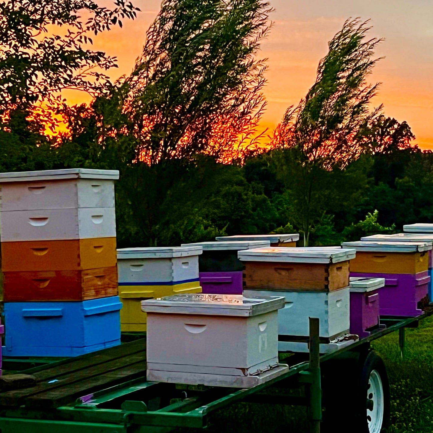 Bohemia Apiary Small Scale Pollination Service