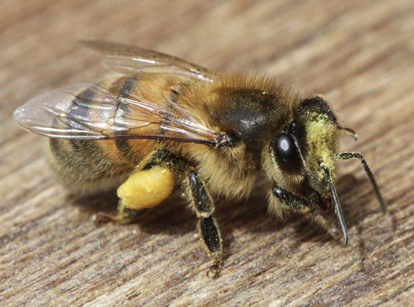 Bohemia Bee Raw Wildflower Pollen 8oz (2024 Warwick MD)