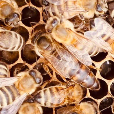 Locally Raised Queen Bee (2025 mated)