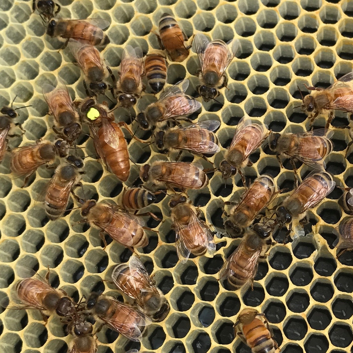 Locally Raised Queen Bee (2025 mated)
