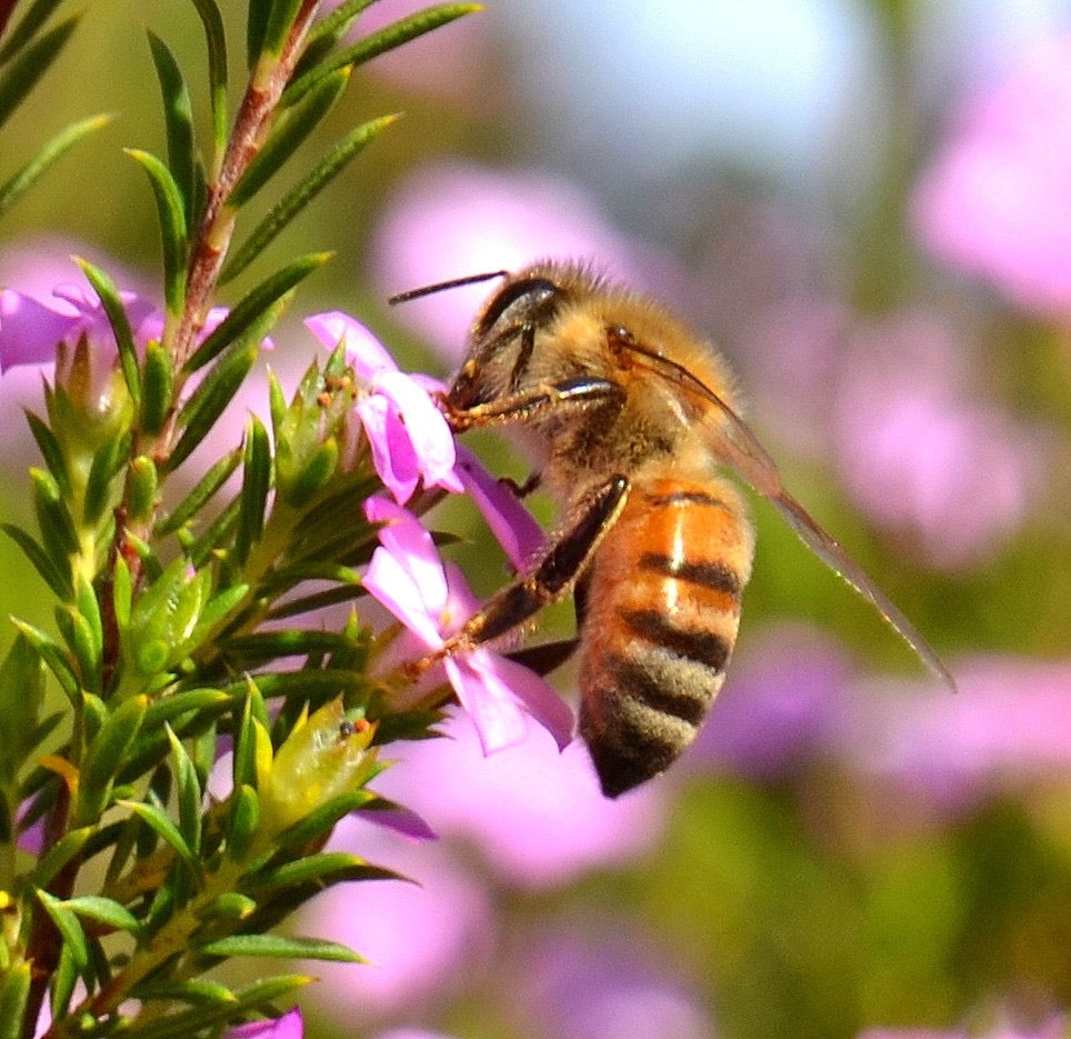 Bohemia Bee Raw Wildflower Honey 2lb (2025 Warwick MD)